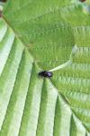 Deporaus betulae