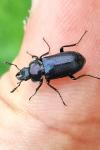 Platycerus caraboides