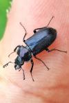 Platycerus caraboides