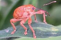 Curculio