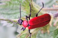 Pyrochroa coccinea
