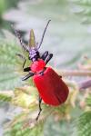 Pyrochroa coccinea