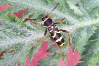 Clytus arietis