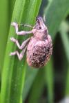 Liophloeus tessulatus