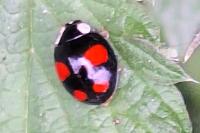 Harmonia axyridis