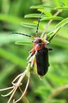 Cantharis rustica