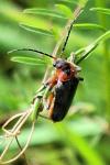 Cantharis rustica