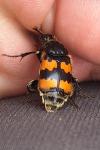 Nicrophorus vespillo