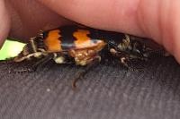 Nicrophorus vespillo