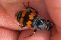 Nicrophorus vespillo
