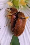 Byturus ochraceus