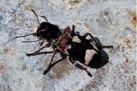Clerus mutillarius