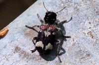 Clerus mutillarius