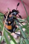 Nicrophorus vespilloides