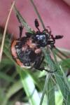 Nicrophorus vespilloides