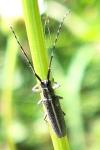 Agapanthia cardui