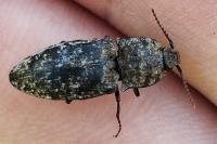 Agrypnus murinus