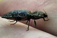 Agrypnus murinus