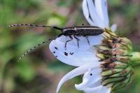 Agapanthia cardui