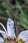 Agapanthia cardui