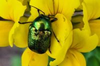 Cryptocephalus