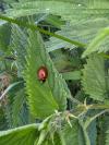 Coccinella septempunctata