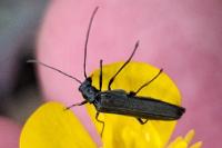 Oedemera