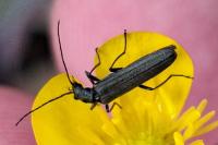 Oedemera