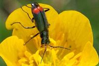 Malachius bipustulatus