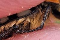 Trichius gallicus