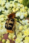 Trichius gallicus
