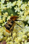 Trichius gallicus