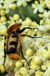 Trichius gallicus