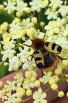Trichius gallicus