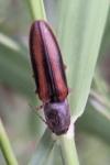 Athous vittatus