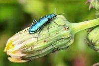 Psilothrix viridicoerulea