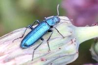 Psilothrix viridicoerulea