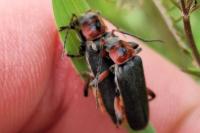 Cantharis rustica