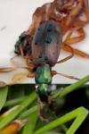 Anchomenus dorsalis