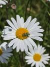 Oedemera nobilis