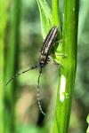 Agapanthia cardui