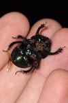 Geotrupes mutator