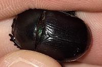 Geotrupes mutator
