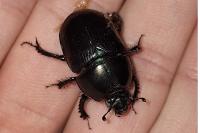 Geotrupes mutator
