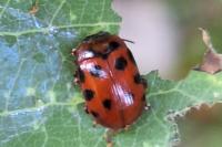 Gonioctena decemnotata