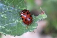 Gonioctena decemnotata