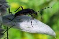 Rutpela nigra