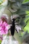 Rutpela nigra