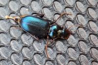 Leistus spinibarbis