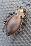 Carabus nemoralis